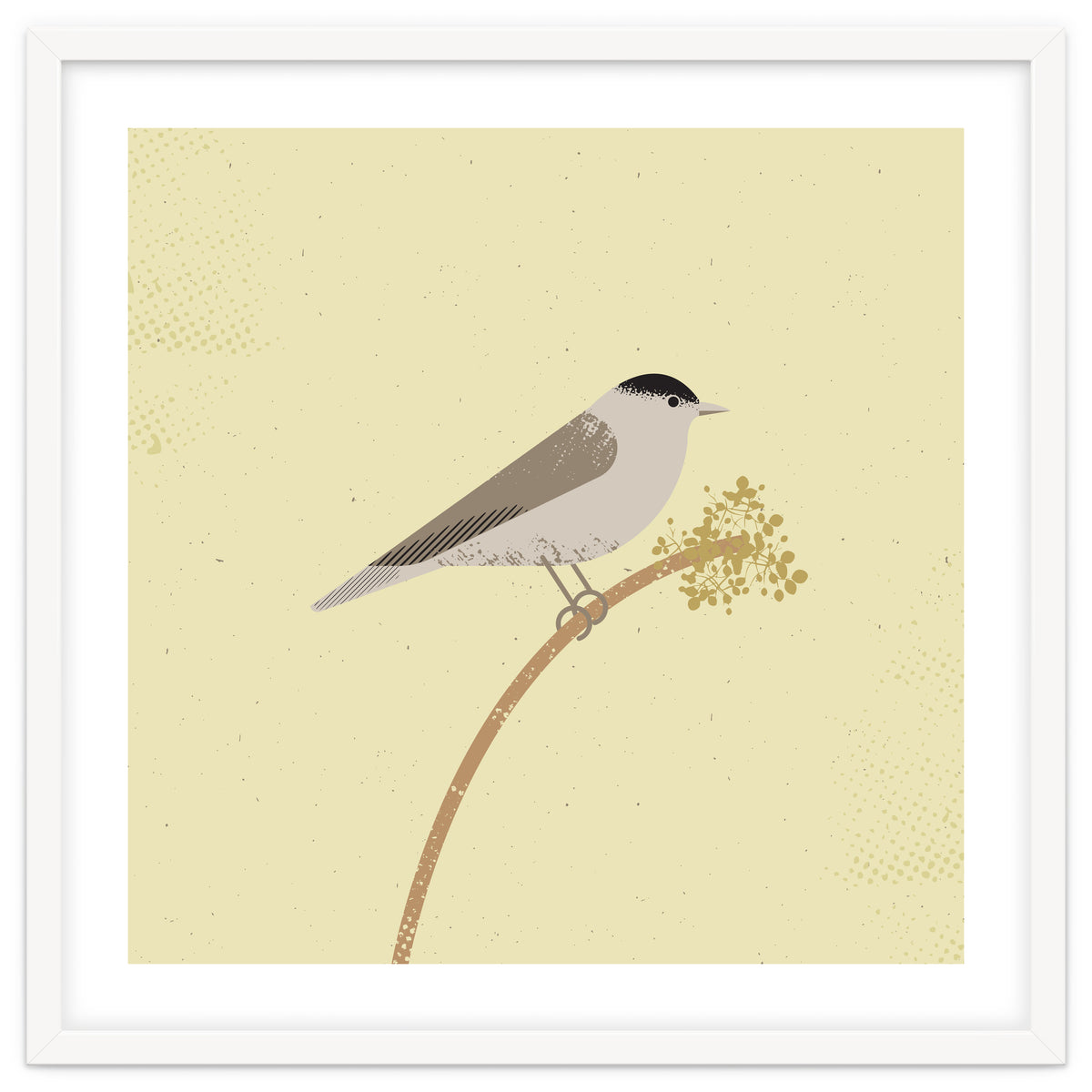 Blackcap