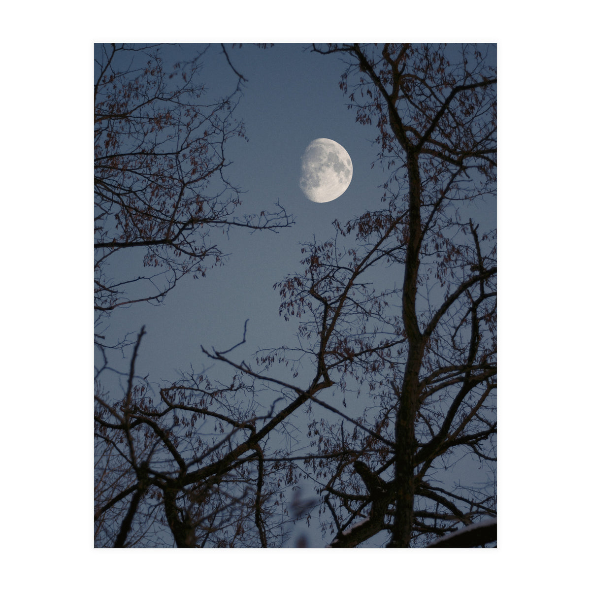 Howling (Print Only)