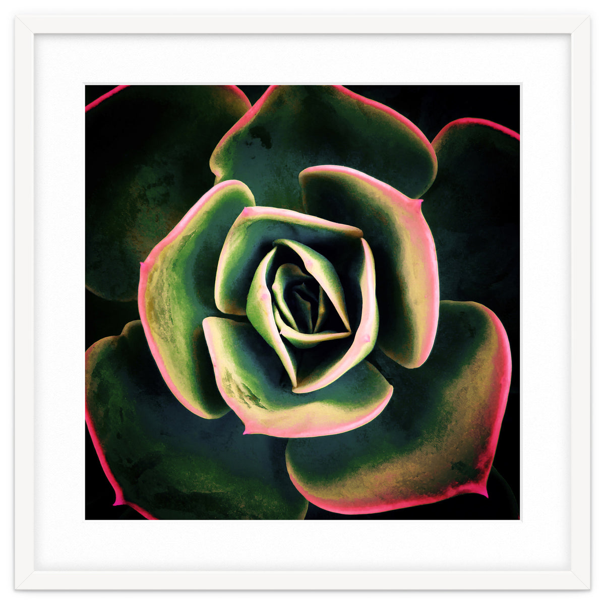 DARKSIDE OF SUCCULENTS XV