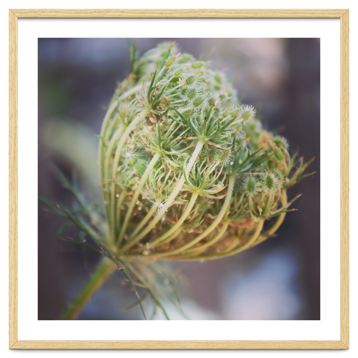 Seed head