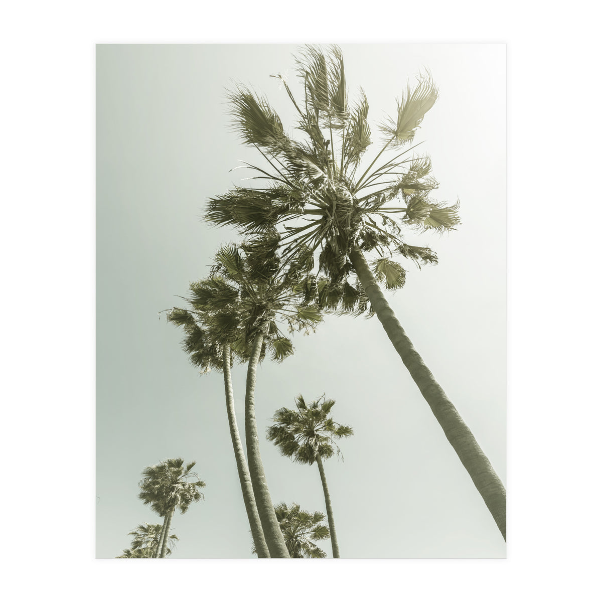 Vintage Palm Trees  (Print Only)