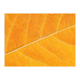Autumn Leaf (Print Only) thumbnail