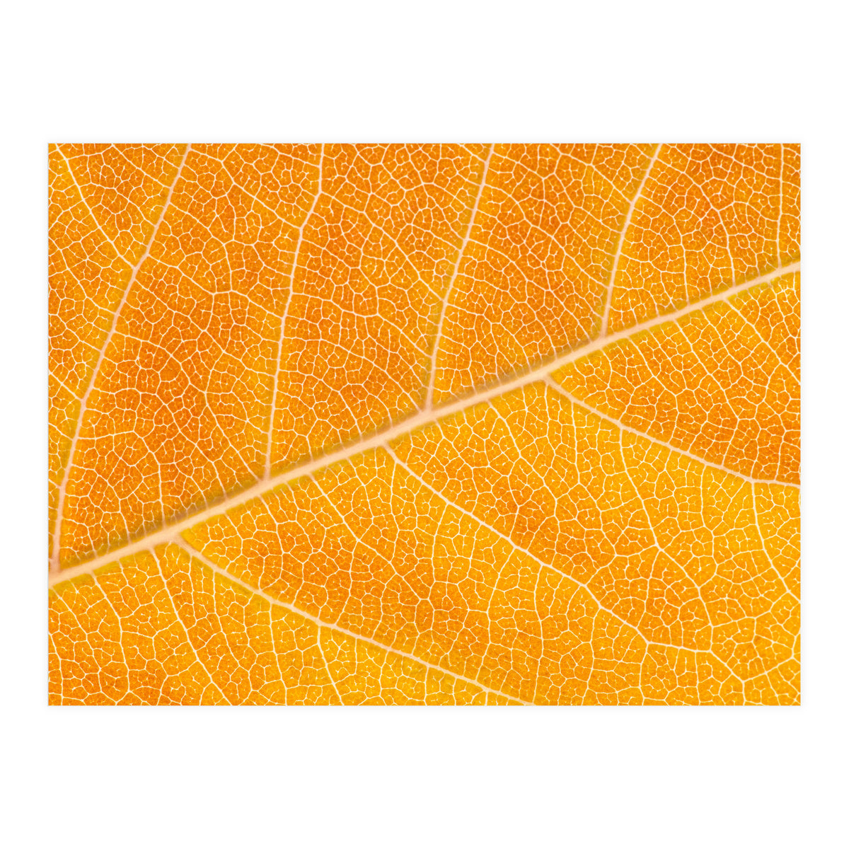 Autumn Leaf (Print Only)