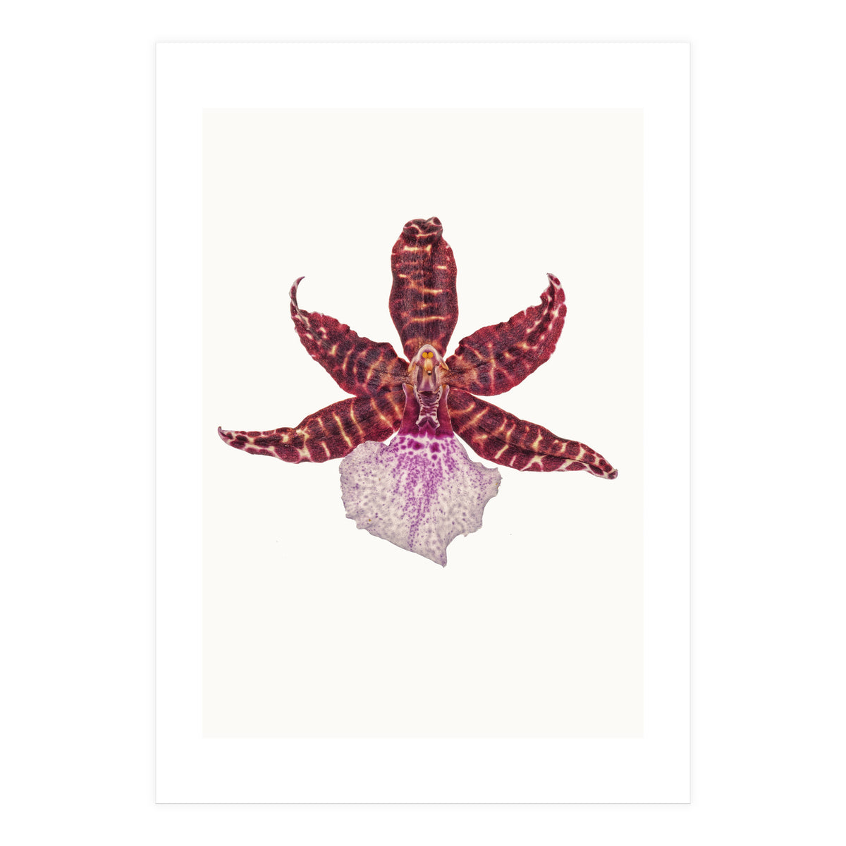 Cc Flower 05 (Print Only)