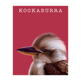 Kookaburra (Print Only) thumbnail