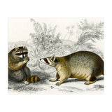 Raccoon illustrated (Print Only) thumbnail
