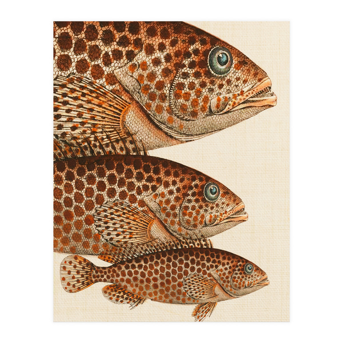Fish Classic Designs 6 (Print Only)