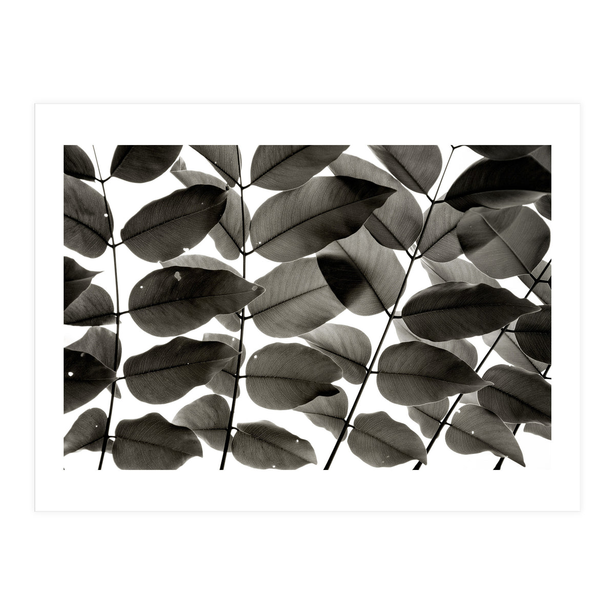 Branches and Leaves I (Print Only)