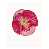 Cc Poppy 02 (Print Only) thumbnail