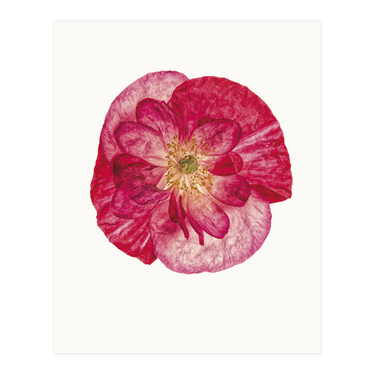 Cc Poppy 02 (Print Only)