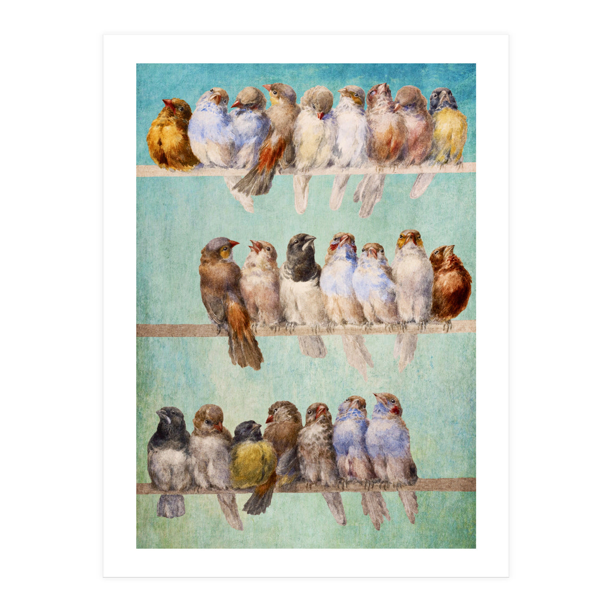 Birds Birds Birds (Print Only)