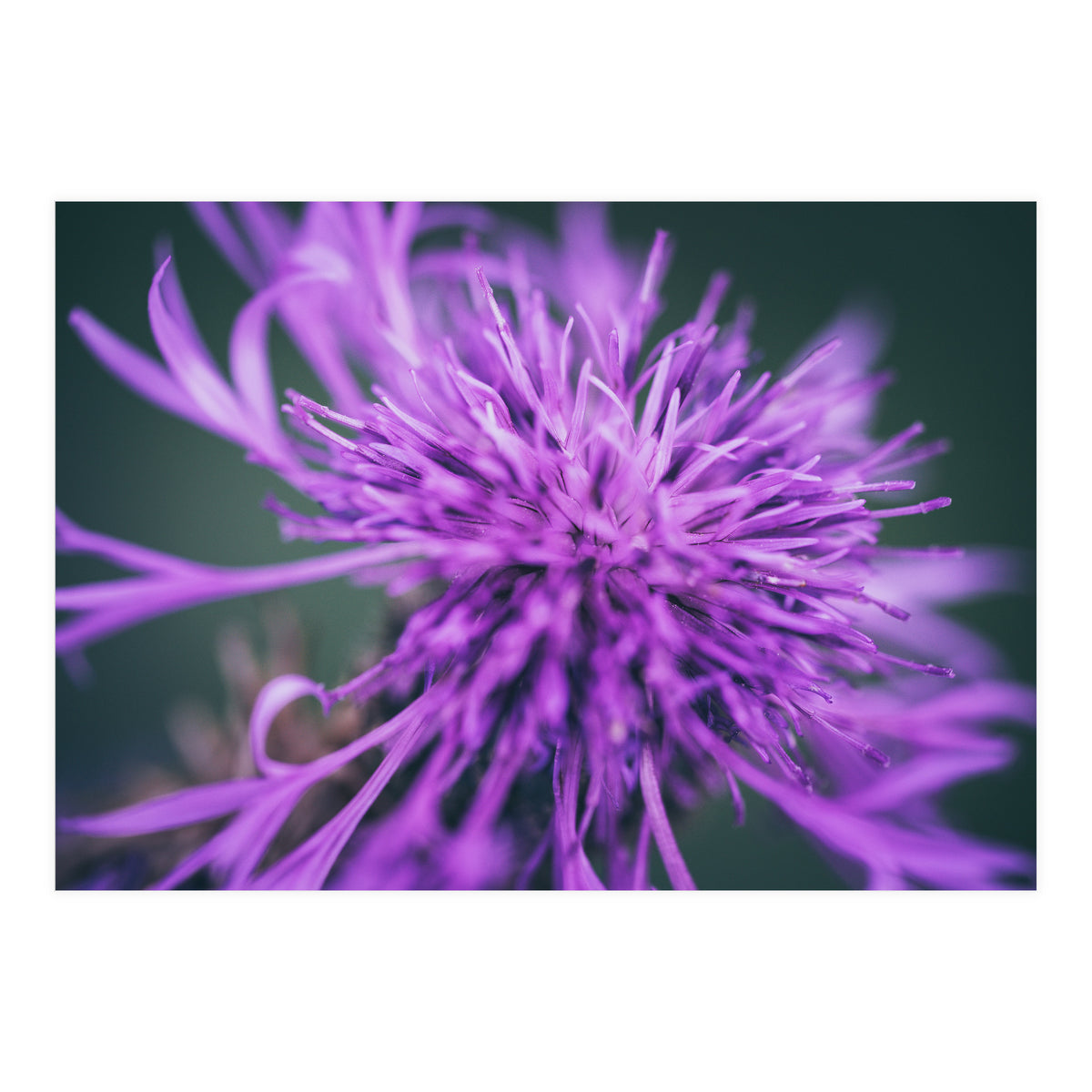 Amethyst (Print Only)