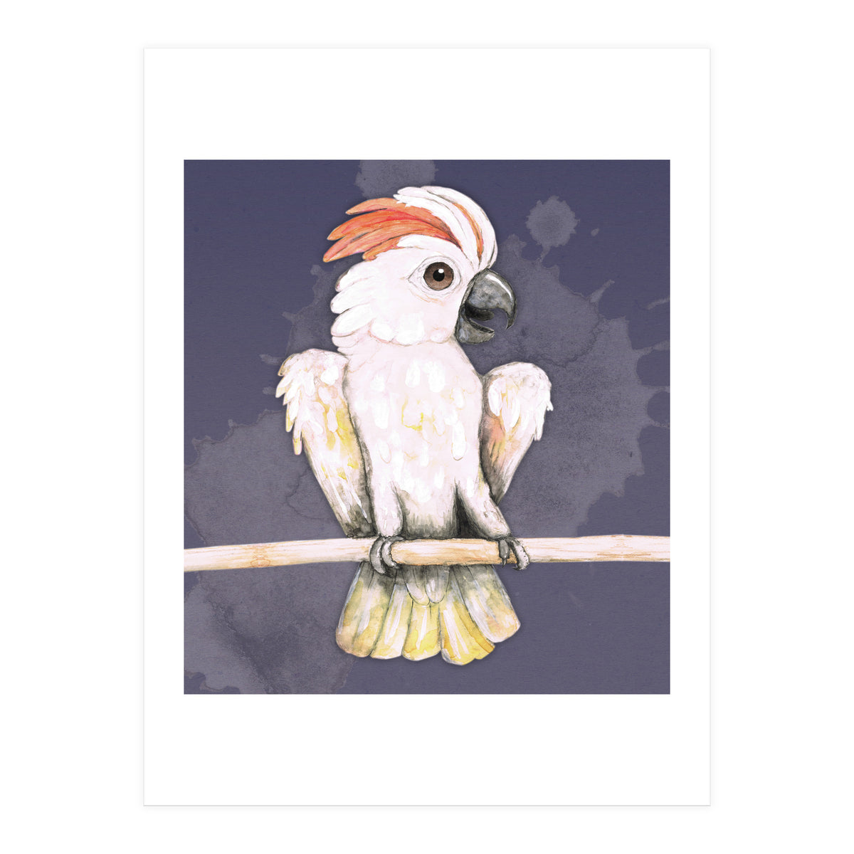 Salmon-crested cockatoo (Print Only)