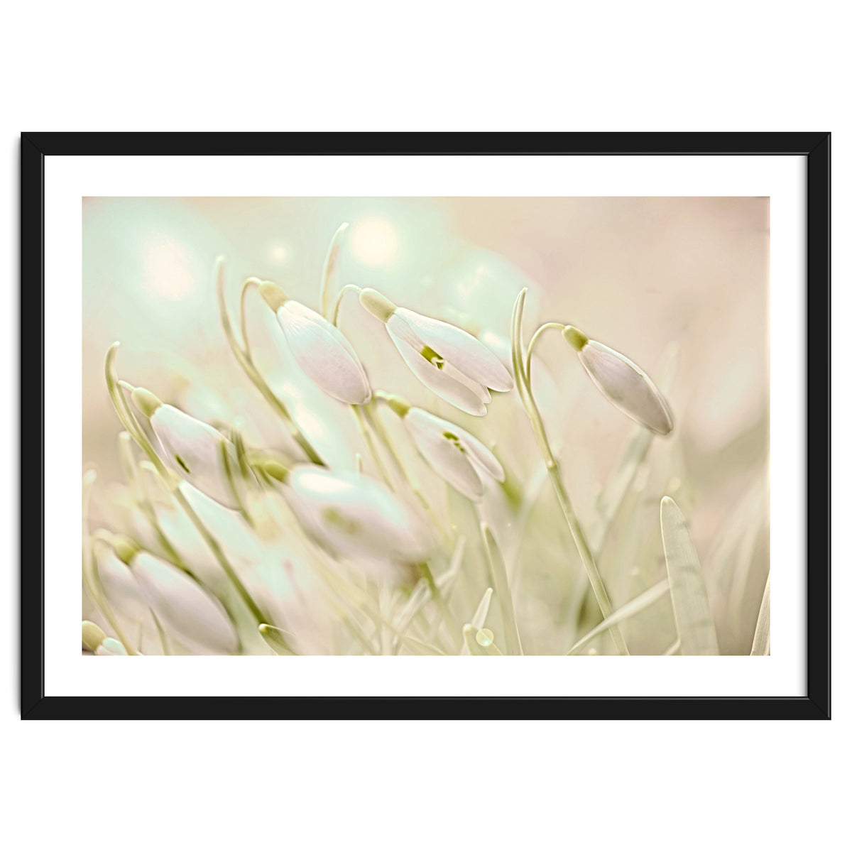 Enchanting Snowdrops