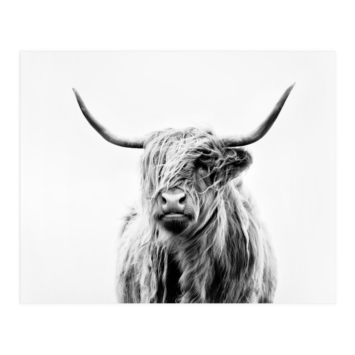 Portrait of a Highland Cow II (Print Only)