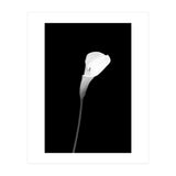 Calla | dark design (Print Only) thumbnail