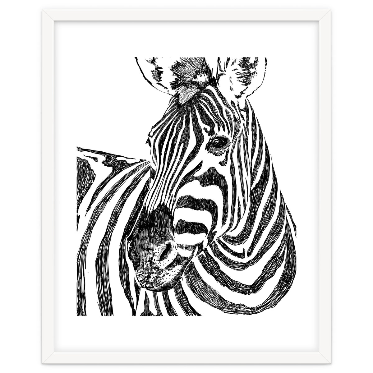 Zebra