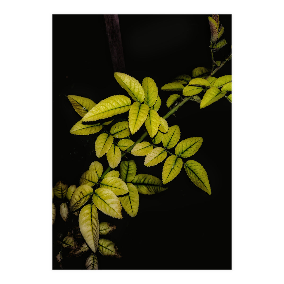 Dew Drops Leaves (Print Only)