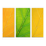 Autumn Leaves (Print Only) thumbnail