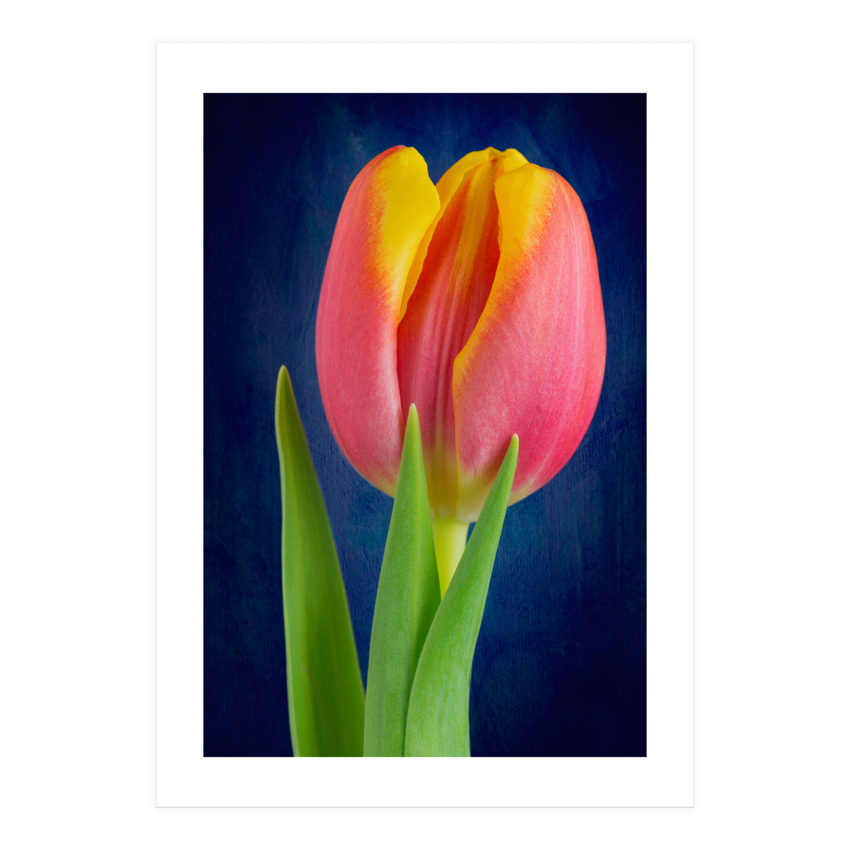 Tulip (Print Only)