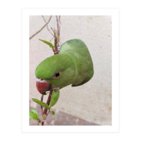 My Cute Parrot (Print Only)