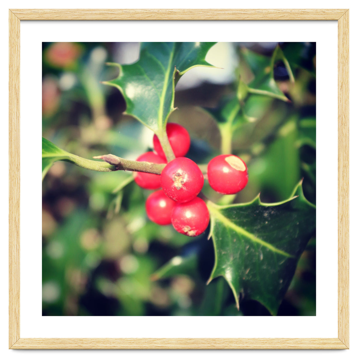 Holly berries