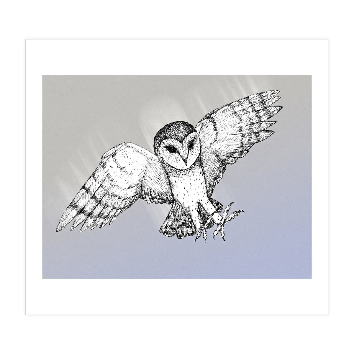 Attacking barn owl (Print Only)