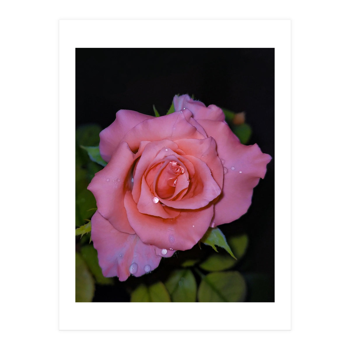 Pink Dew Rose (Print Only)