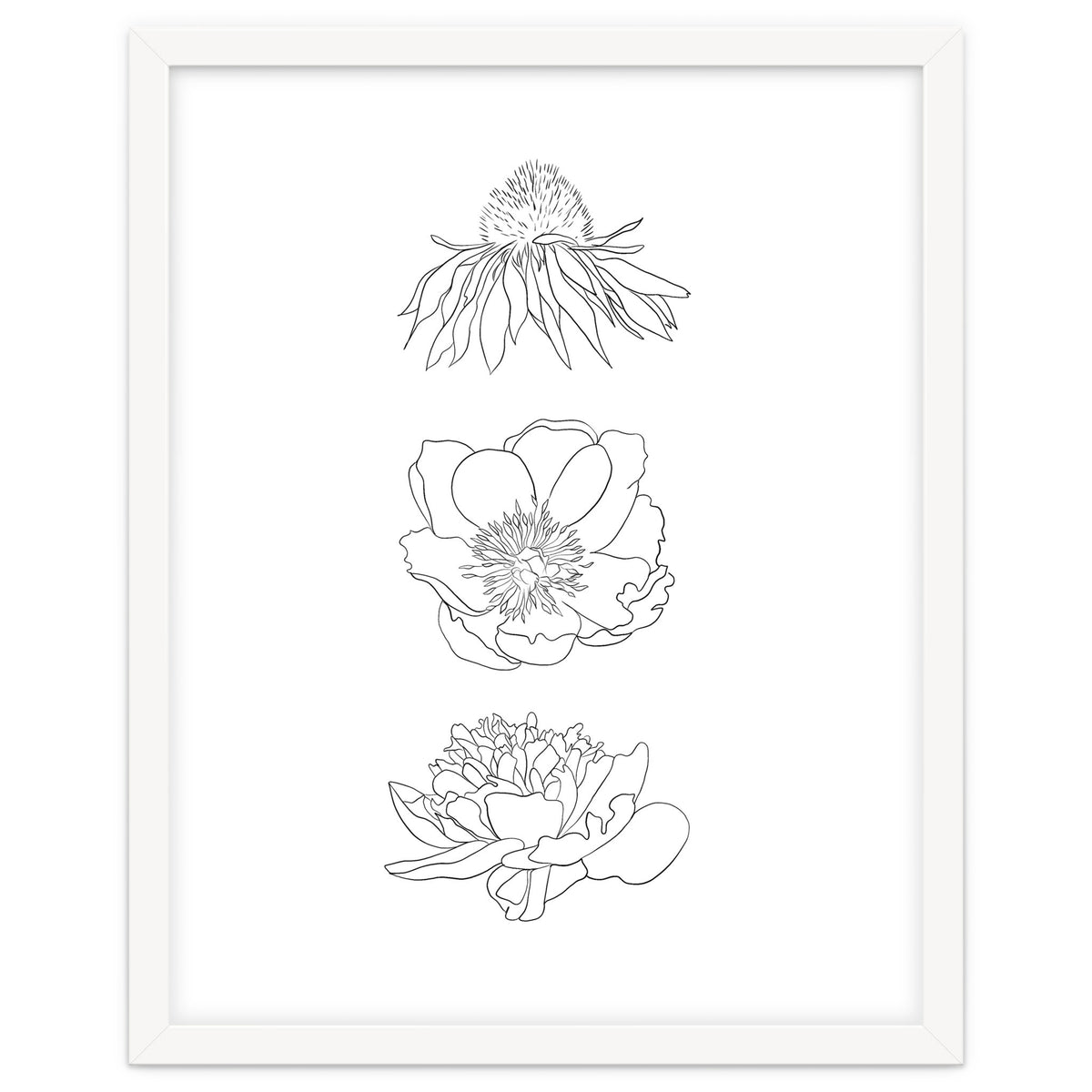 Hand Drawn Flowers