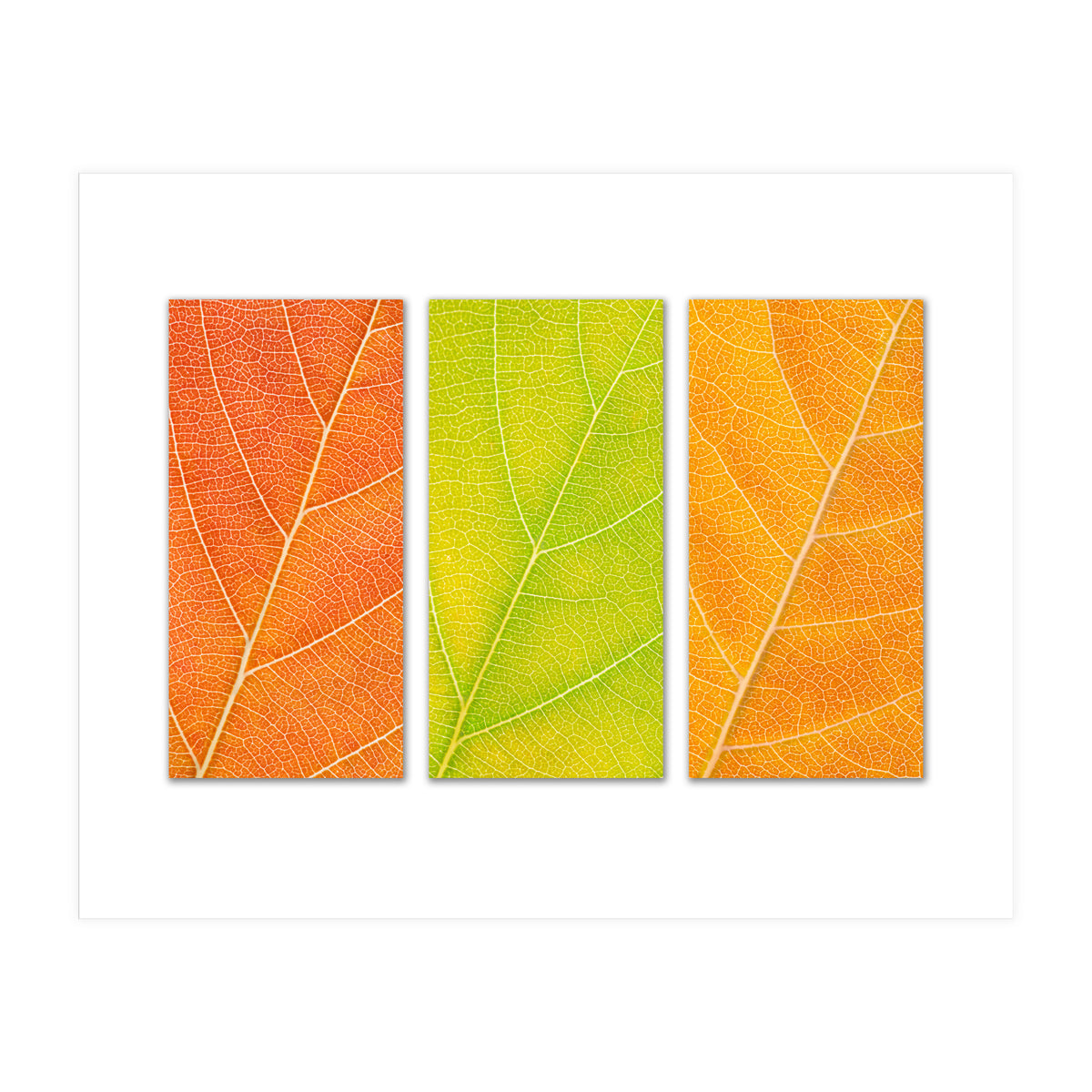 Autumn Leaves (Print Only)