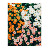 In My Garden (Print Only) thumbnail
