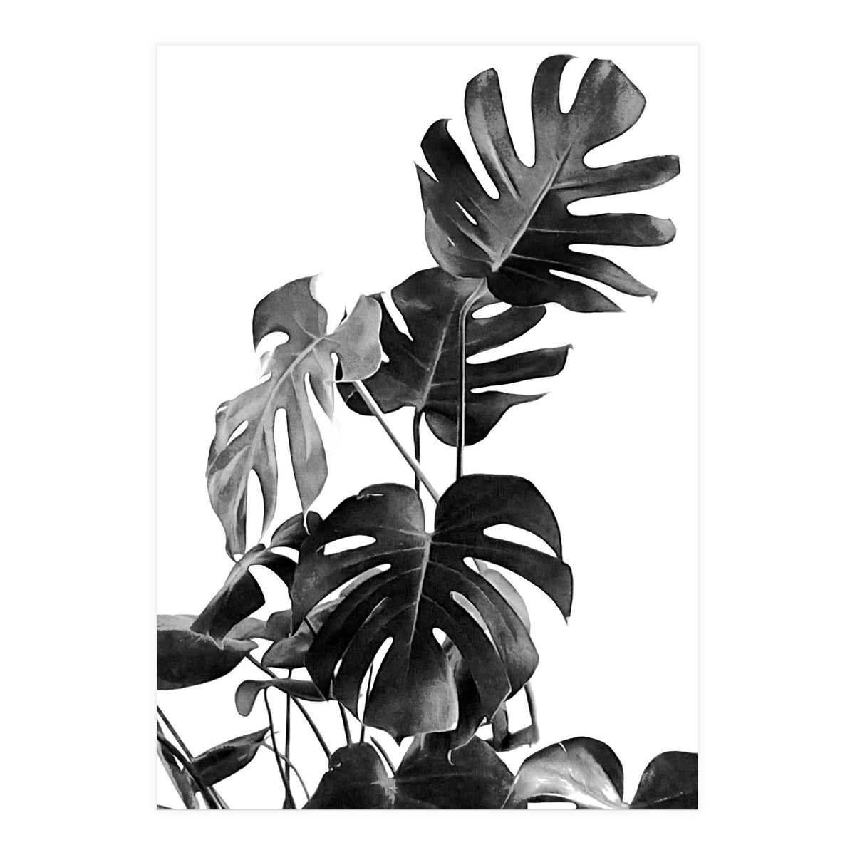 Monstera Black And White 09 (Print Only)