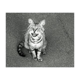 Cat (Print Only) thumbnail
