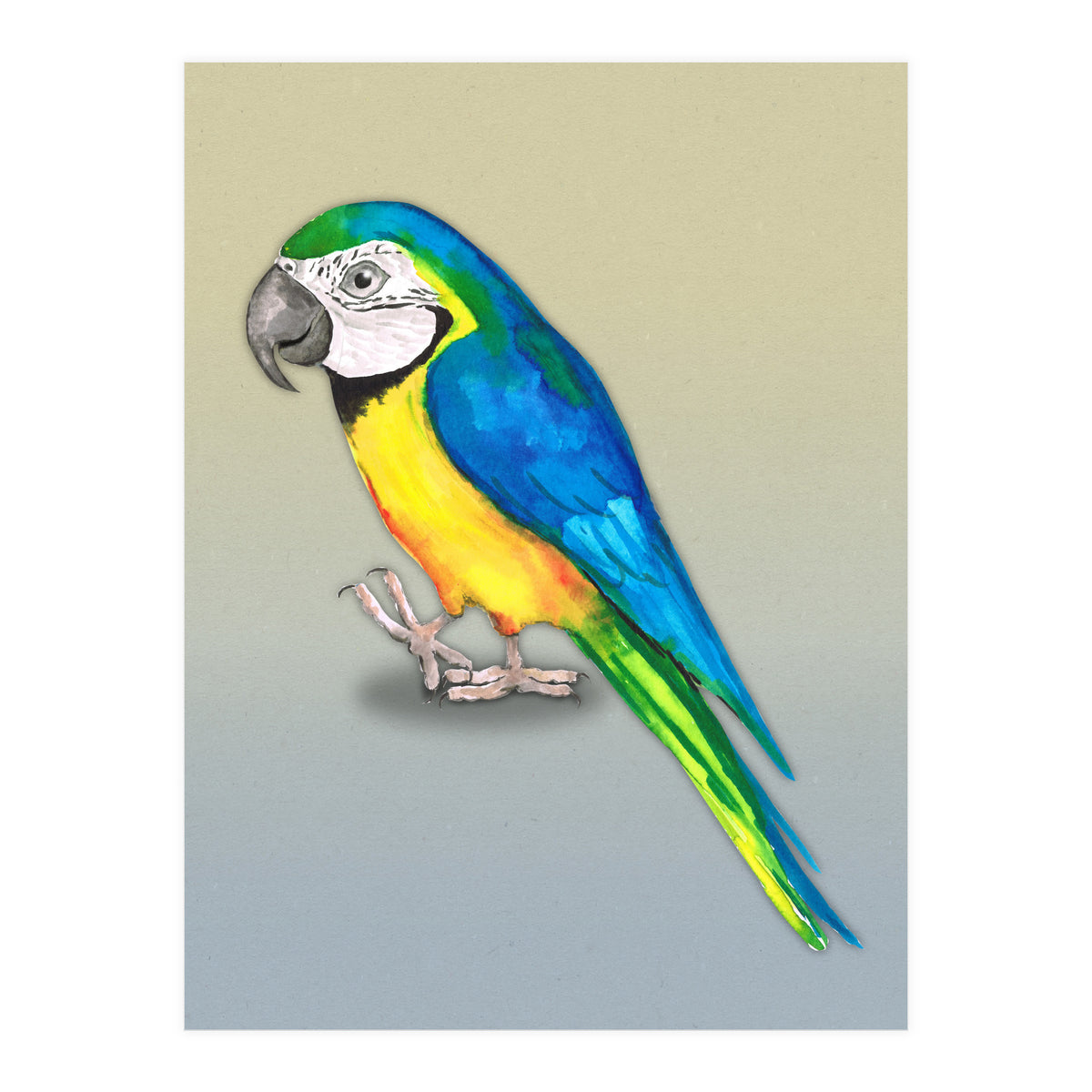 Blue and yellow macaw (Print Only)