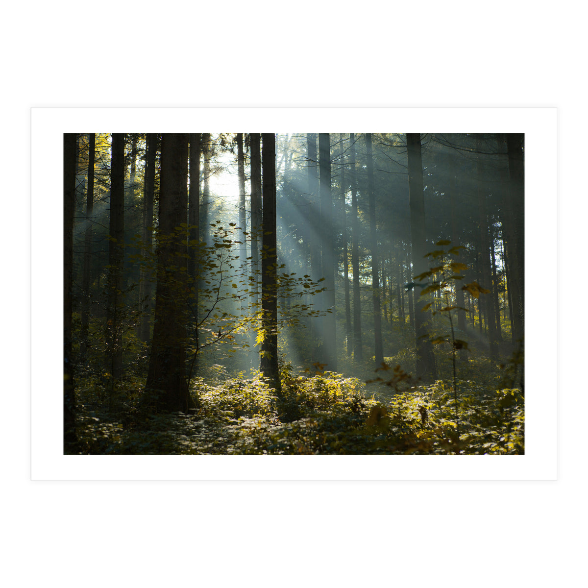 Reidholz (Print Only)