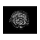 Backyard Flowers In Black And White No 64 (Print Only) thumbnail