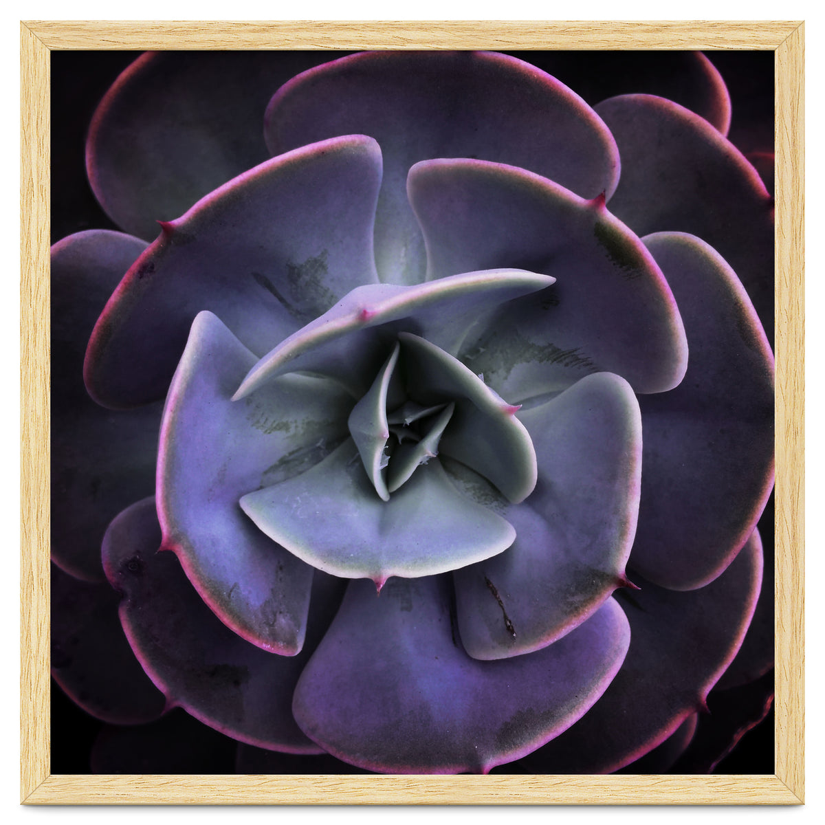 DARKSIDE OF SUCCULENTS VII