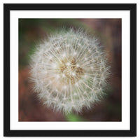 dandelion clock