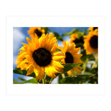 Sunflowers (Print Only) thumbnail