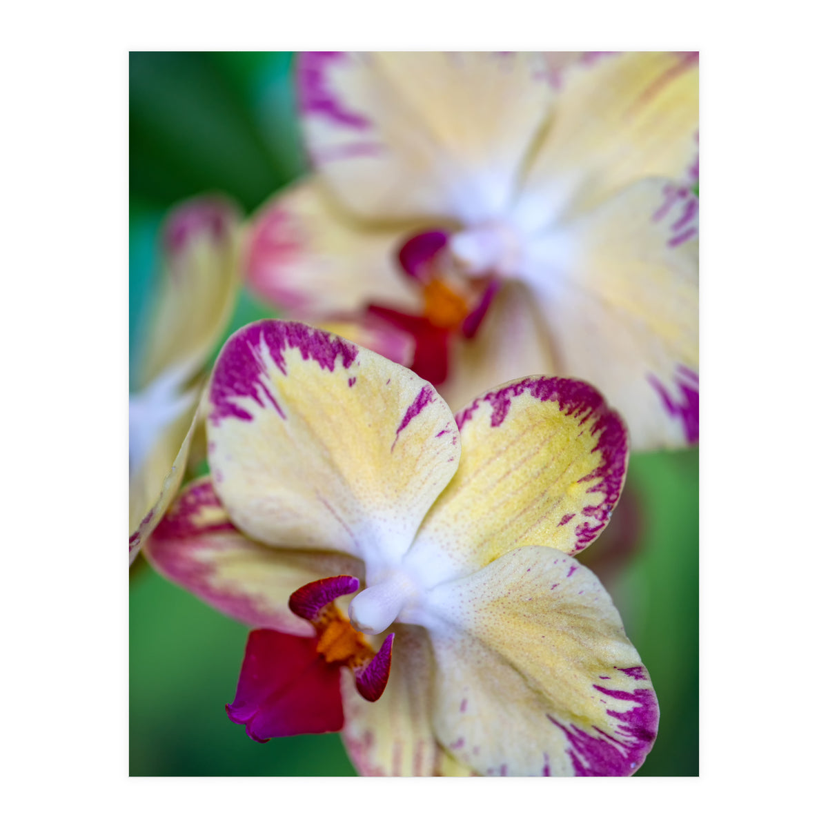 Orchidee Phalleanopsis (Print Only)