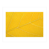 Autumn Leaf (Print Only) thumbnail