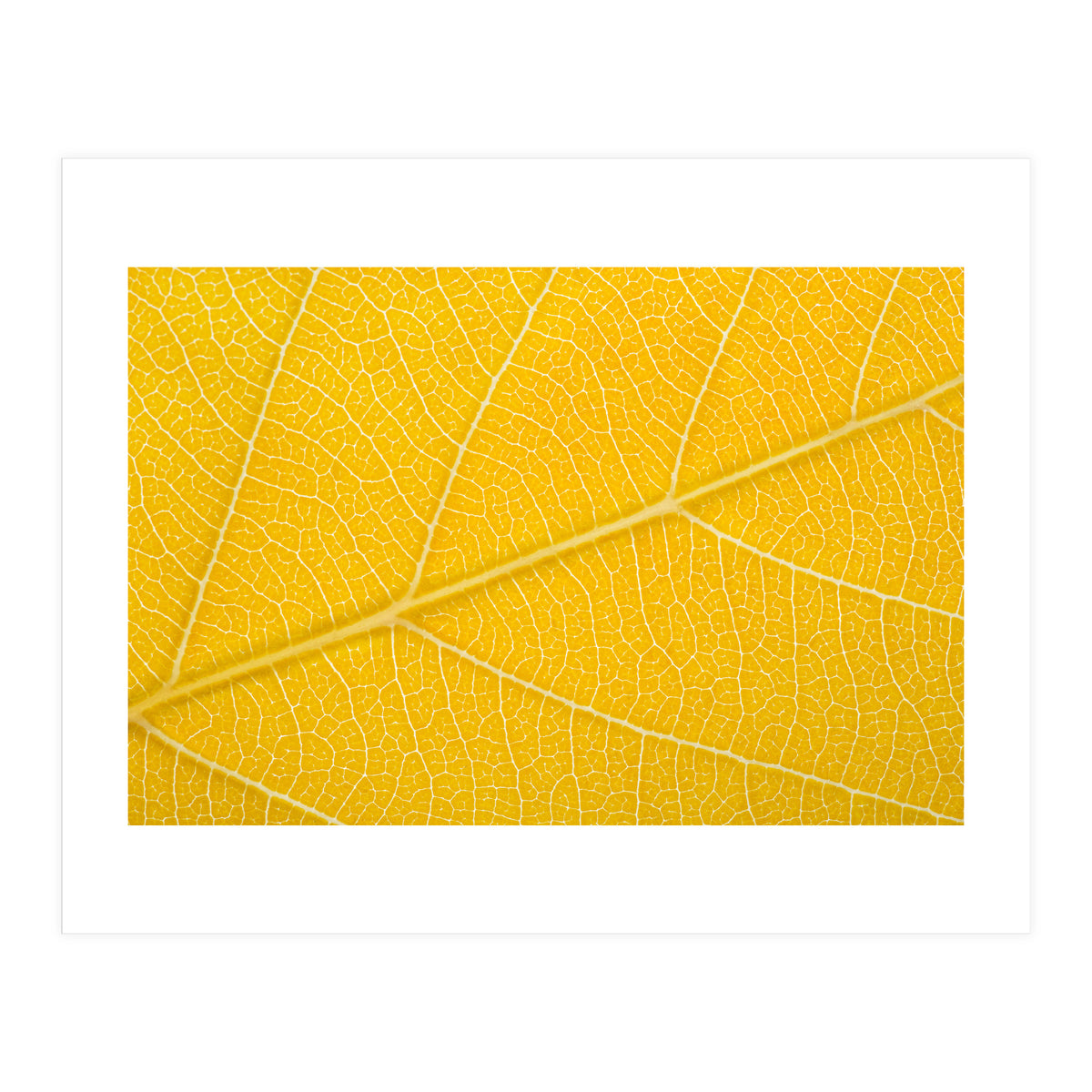 Autumn Leaf (Print Only)