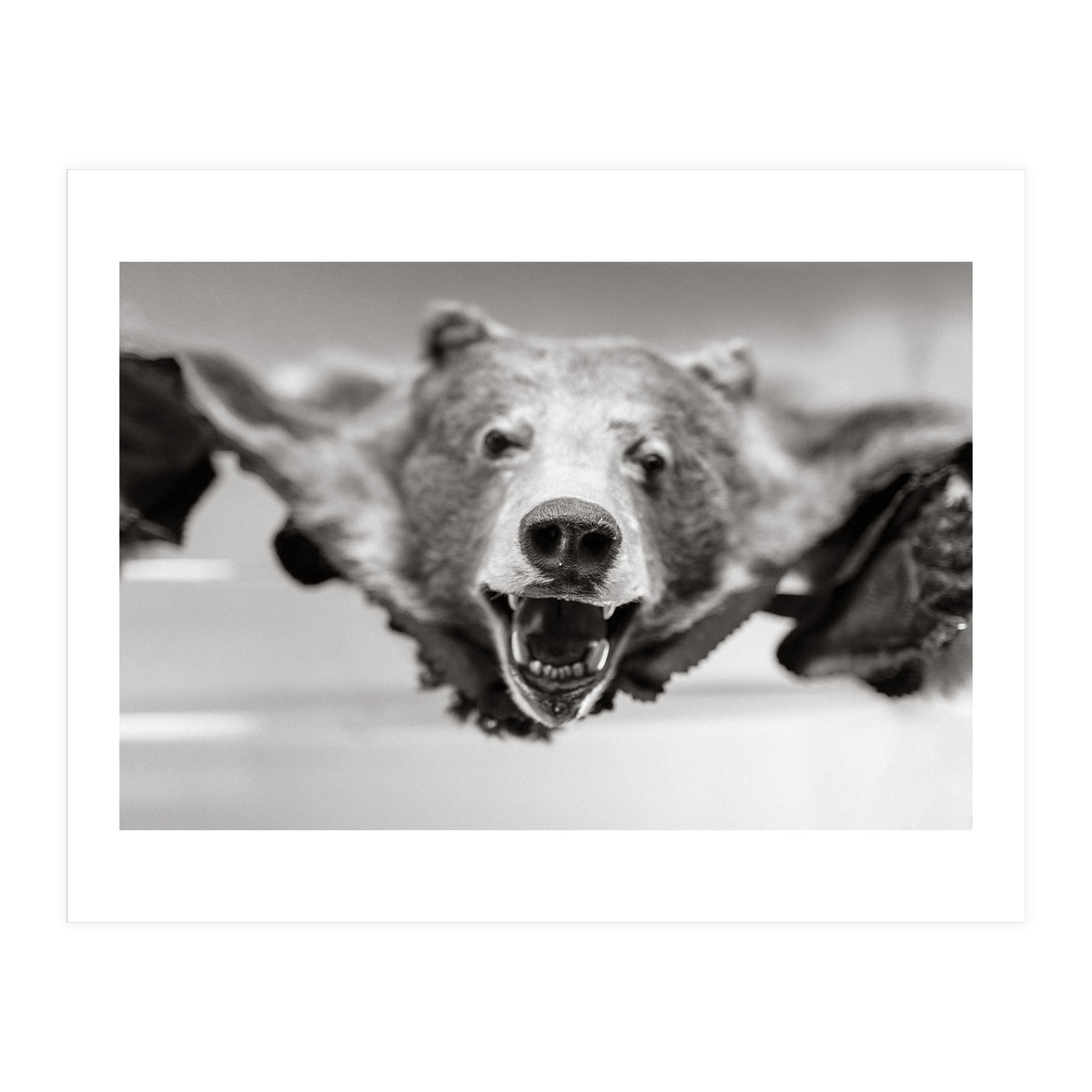 Bear Skin (Print Only)