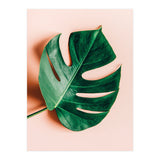 Monstera Shadow (Print Only) thumbnail