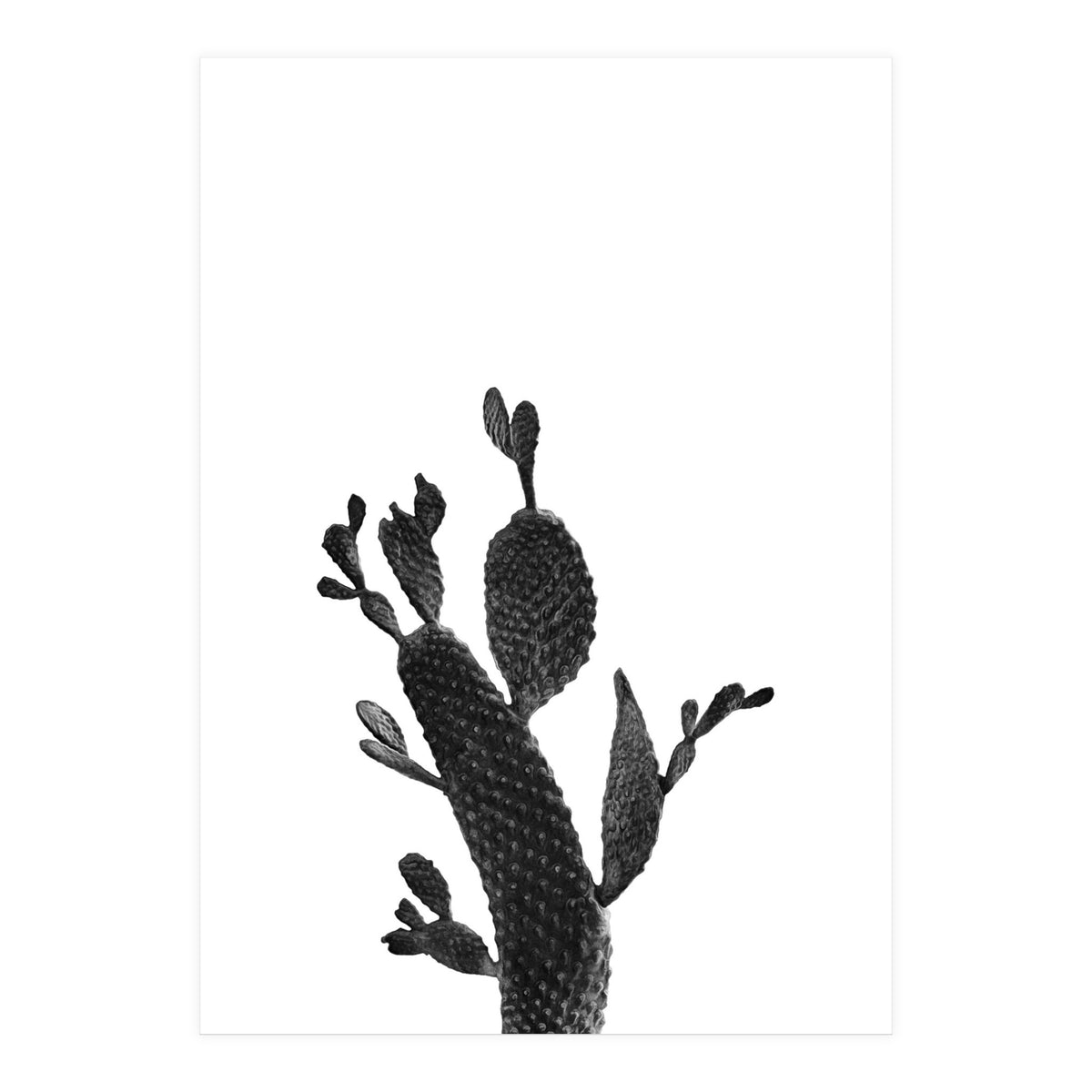 Cactus Black And White 02 (Print Only)