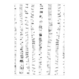 Birch Trees (Print Only) thumbnail