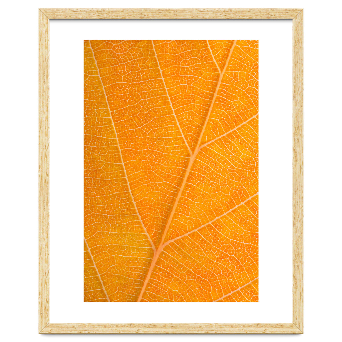 Autumn Leaf