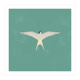 Arctic Tern (Print Only) thumbnail