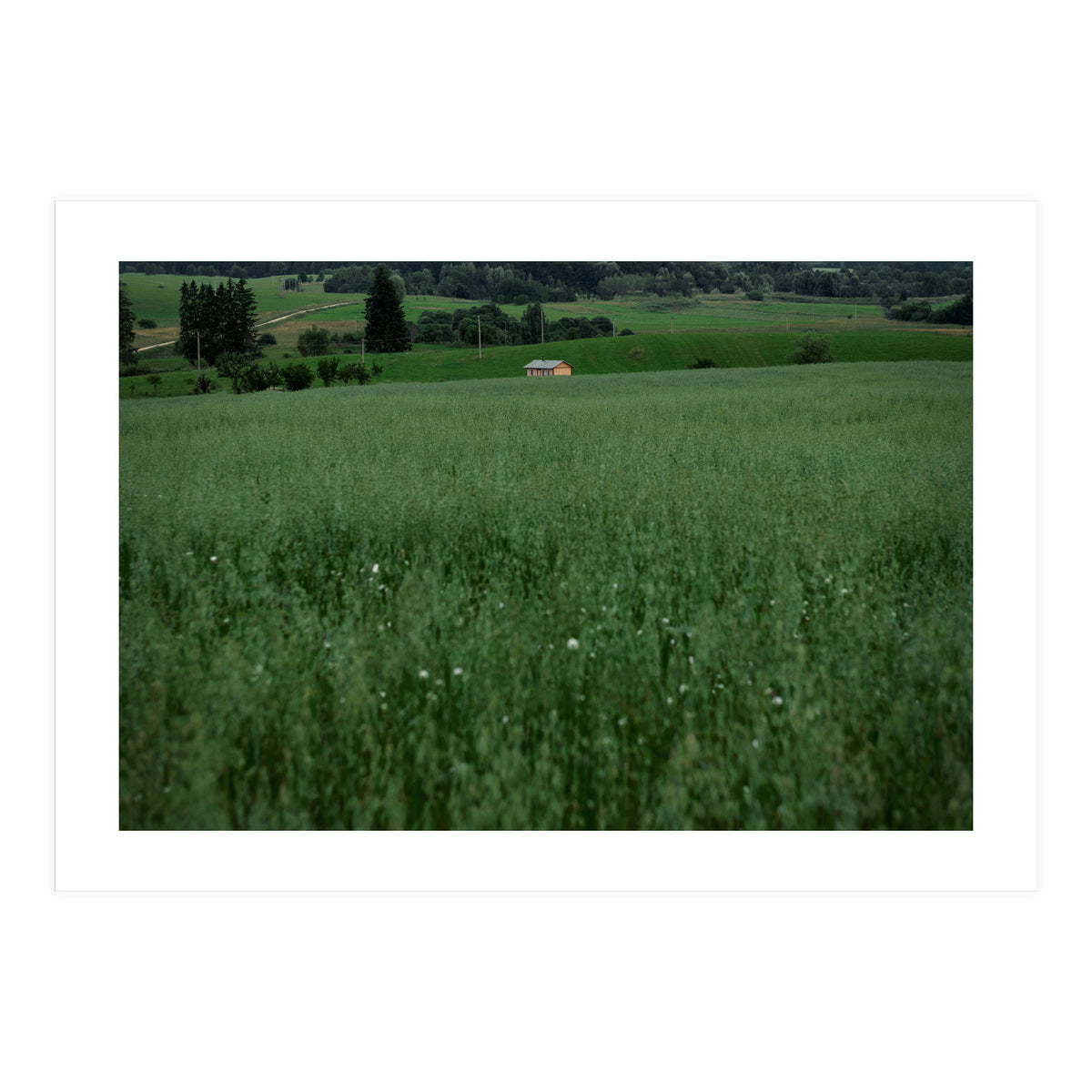 Green House (Print Only)