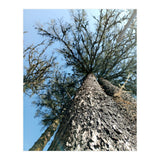 Ataraxia - Tree Series 1 (Print Only) thumbnail